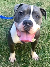 Bullboxer Pit Dogs for adoption in Lake Arrowhead, CA, USA