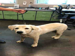Labrador Retriever Dogs for adoption in Norman, OK, USA