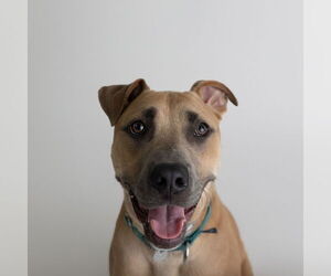 American Pit Bull Terrier-Unknown Mix Dogs for adoption in Fargo, ND, USA