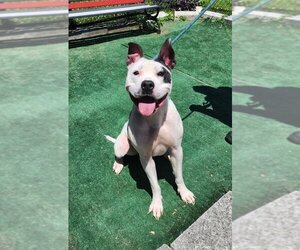 American Pit Bull Terrier-Unknown Mix Dogs for adoption in Perth Amboy, NJ, USA