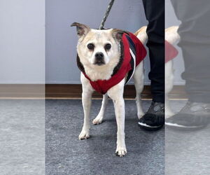 Jug Dogs for adoption in Batavia, NY, USA