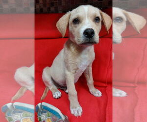 Labbe Dogs for adoption in Sanford, FL, USA
