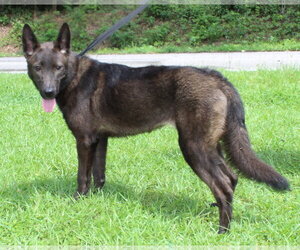 Siberian Husky-Unknown Mix Dogs for adoption in Prattville, AL, USA