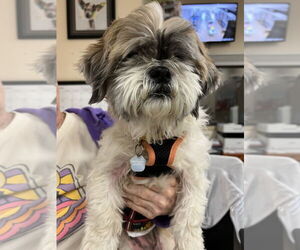 Shih Tzu Dogs for adoption in Mundelein, IL, USA