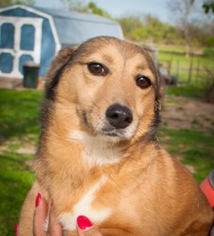 Medium Photo #1 Pembroke Welsh Corgi-Unknown Mix Puppy For Sale in Von Ormy, TX, USA