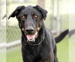 Doberman Pinscher-German Shepherd Dog Mix Dogs for adoption in Camarillo, CA, USA