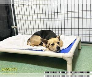 Carolina Dog-Unknown Mix Dogs for adoption in West Palm Beach, FL, USA