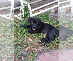 Labrador Retriever-Unknown Mix Dogs for adoption in Sanford, FL, USA