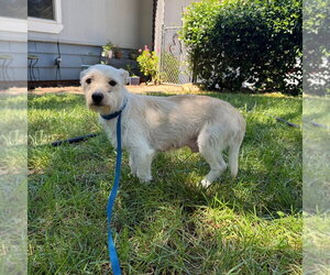 Chihuahua-Unknown Mix Dogs for adoption in Chico, CA, USA
