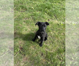 Labrador Retriever-Unknown Mix Dogs for adoption in Genesee, WI, USA