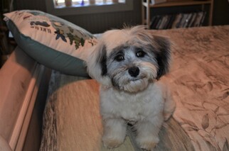 Shih Tzu-Unknown Mix Dogs for adoption in Harpswell, ME, USA