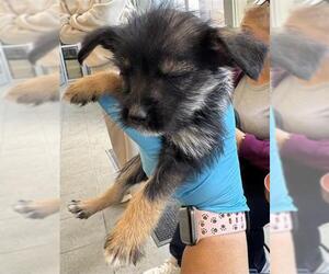Mutt Dogs for adoption in San Antonio, TX, USA