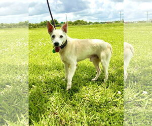 Mutt Dogs for adoption in New Orleans, LA, USA