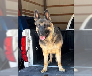 German Shepherd Dog-Unknown Mix Dogs for adoption in Polson, MT, USA