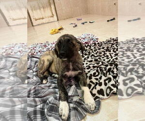 Anatolian Shepherd Dogs for adoption in Osgood, IN, USA