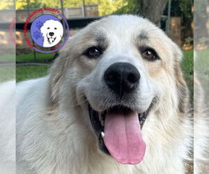 Golden Pyrenees Dogs for adoption in Spring, TX, USA