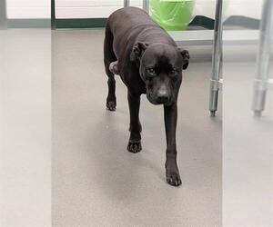 American Pit Bull Terrier-Unknown Mix Dogs for adoption in Corpus Christi, TX, USA