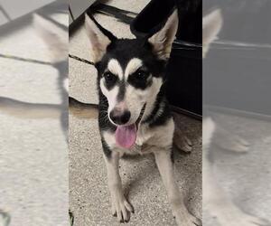 Siberian Husky Dogs for adoption in Lodi, CA, USA