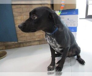 Labrador Retriever-Unknown Mix Dogs for adoption in Temple, TX, USA