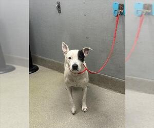 American Pit Bull Terrier-Unknown Mix Dogs for adoption in Las Vegas, NV, USA