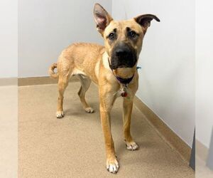 German Shepherd Dog-Unknown Mix Dogs for adoption in Aurora, CO, USA