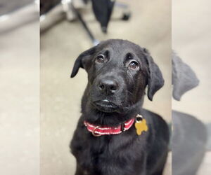 Medium Photo #8 Labrador Retriever Puppy For Sale in Mundelein, IL, USA