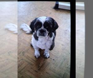 Shih Tzu-Unknown Mix Dogs for adoption in San Antonio, TX, USA