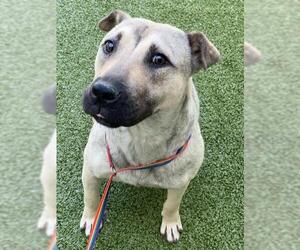 Black Mouth Cur-Unknown Mix Dogs for adoption in Fayetteville, NC, USA