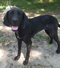 German Shorthaired Lab Dogs for adoption in Little Rock, AR, USA