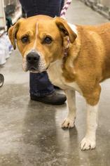 Affenpinscher-Saint Bernard Mix Dogs for adoption in St Helens, OR, USA