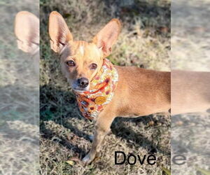 Chihuahua-Unknown Mix Dogs for adoption in East Derry, NH, USA