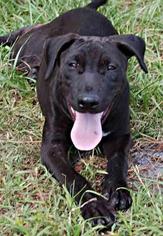 Medium Photo #1 Bull Terrier-Unknown Mix Puppy For Sale in Ruskin, FL, USA