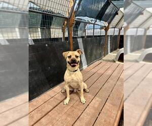 Pug-Unknown Mix Dogs for adoption in Frisco, CO, USA