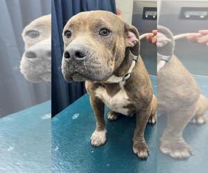 Staffordshire Bull Terrier Dogs for adoption in Mobile, AL, USA