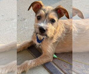 Mutt Dogs for adoption in Grafton, WI, USA