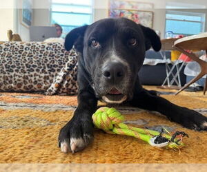 American Staffordshire Terrier-Labrador Retriever Mix Dogs for adoption in Lake Forest, CA, USA