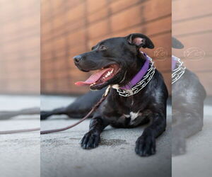 American Pit Bull Terrier-American Staffordshire Terrier Mix Dogs for adoption in Marina Del Rey, CA, USA