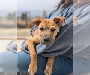 American Staffordshire Terrier-Rhodesian Ridgeback Mix Dogs for adoption in Monte Vista, CO, USA
