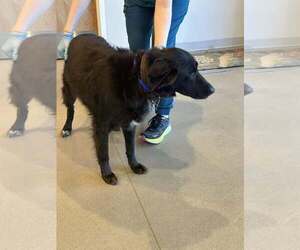 Labrador Retriever-Unknown Mix Dogs for adoption in New Smyrna Beach, FL, USA