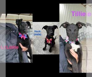 Mutt Dogs for adoption in Palatine/Kildeer/Buffalo grove, IL, USA