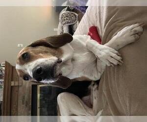 Treeing Walker Coonhound Dogs for adoption in Fenton, MO, USA