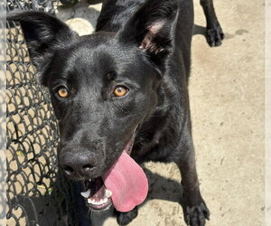 German Shepherd Dog-Unknown Mix Dogs for adoption in Tulsa, OK, USA