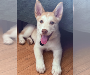Siberian Husky-Unknown Mix Dogs for adoption in Brooklyn, NY, USA