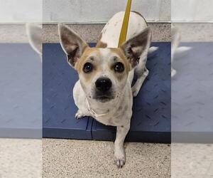Chihuahua Dogs for adoption in Bakersfield, CA, USA