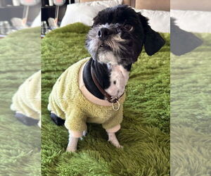 Medium Photo #2 Shih Tzu Puppy For Sale in Brights Grove, Ontario, Canada