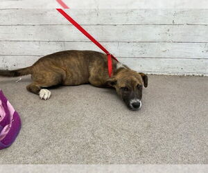 American Pit Bull Terrier Dogs for adoption in San Bernardino, CA, USA