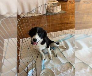 Border Collie-Unknown Mix Dogs for adoption in Paso Robles, CA, USA