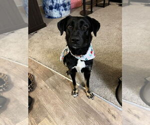 Shollie Dogs for adoption in Woodland, CA, USA