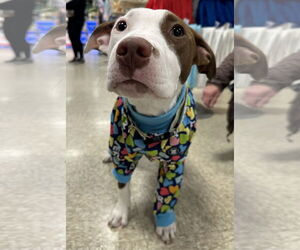 American Pit Bull Terrier-Unknown Mix Dogs for adoption in Germantown, OH, USA