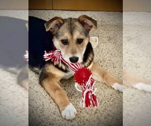 Shepradors Dogs for adoption in Princeton, MN, USA